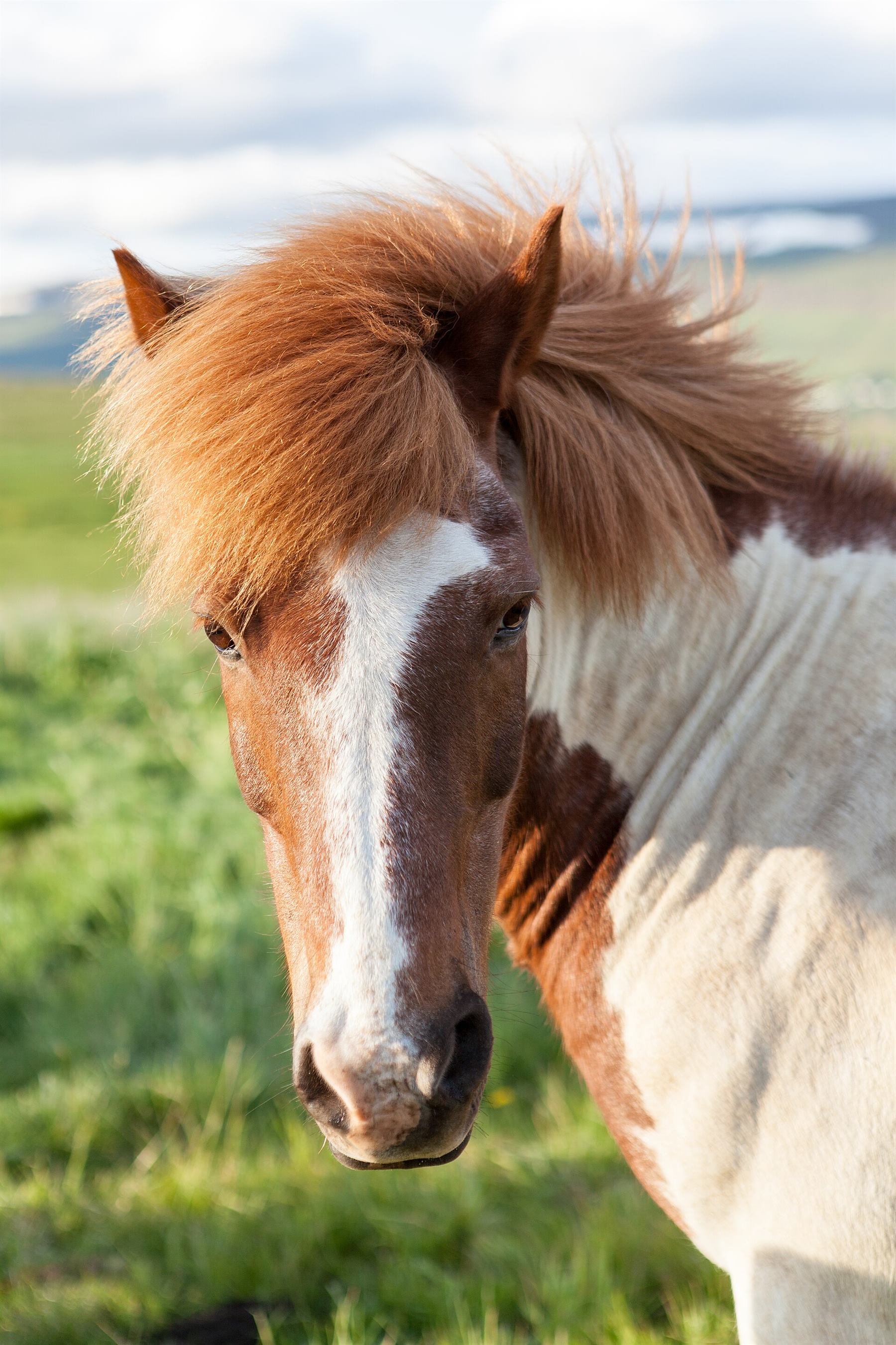 Fındık adlı Haflinger at