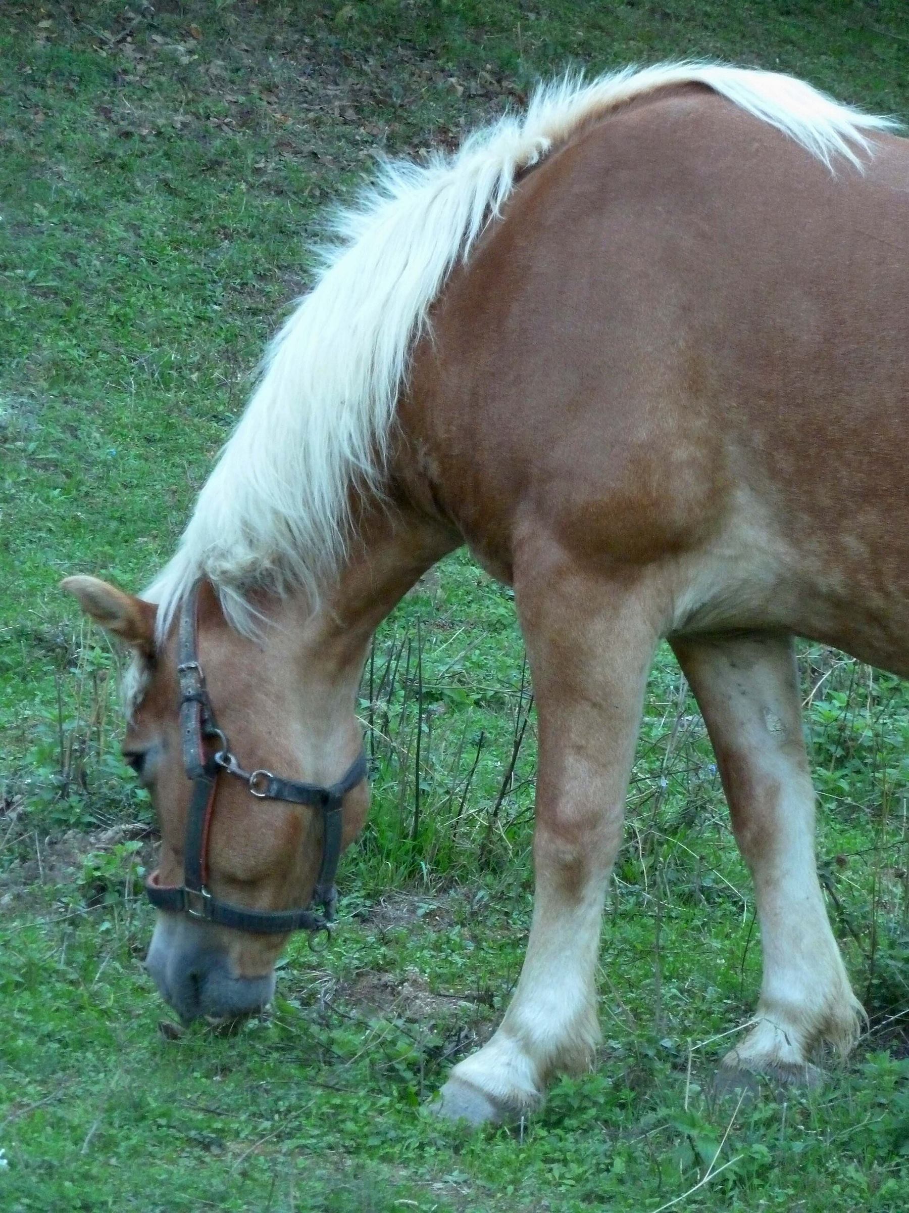 Zümrüt adlı Haflinger at