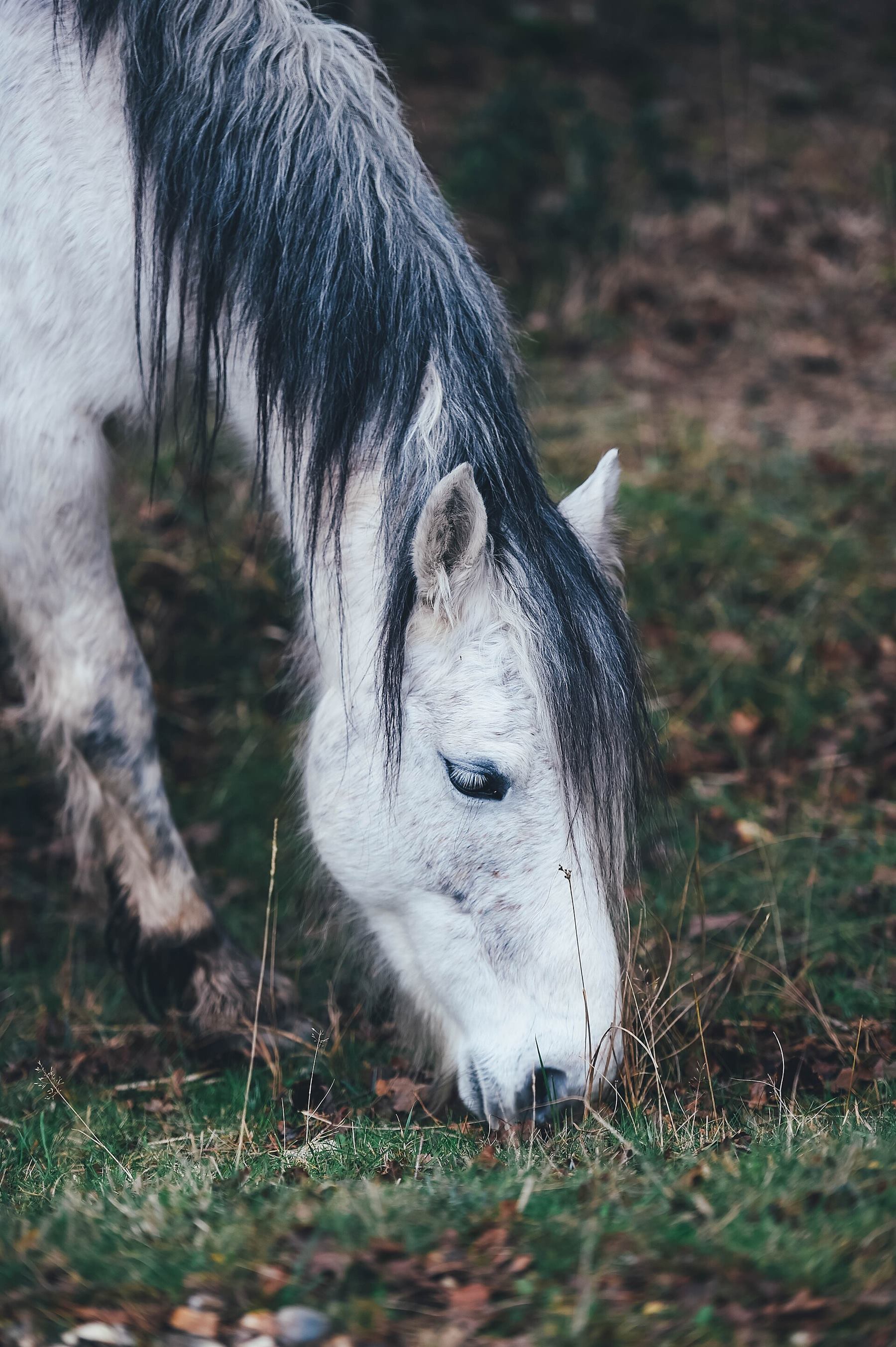 Mavi adlı Shetland pony